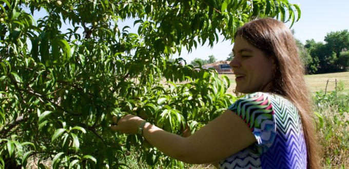 Chris Parsons looks at some peaches starting to develop on one of our trees