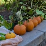 A row of pumpkins on the garden wall