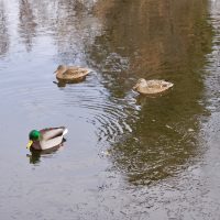 A Mallard drake and two hens swim in the pond at Sterne Park