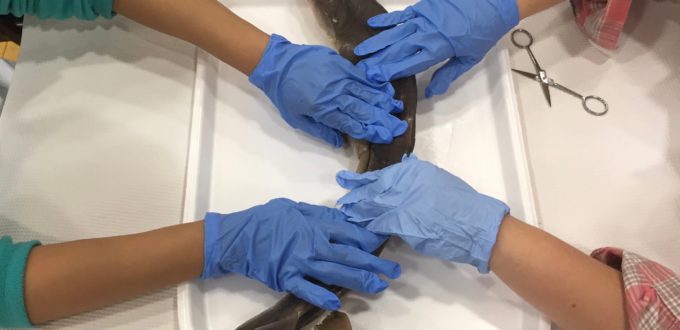 Two sets of blue gloved hands exploring a shark from either side of the table