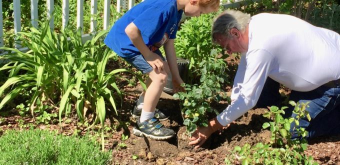 Isaac and Ron both gently set the memorial rose into the hole they dug for it
