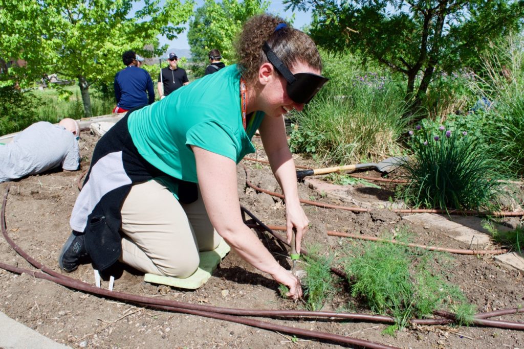 Annette uses a spade to dig out some weeds between the irrigation tubing