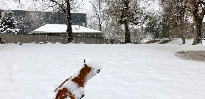 A snow covered fox serves as a goose deterrent