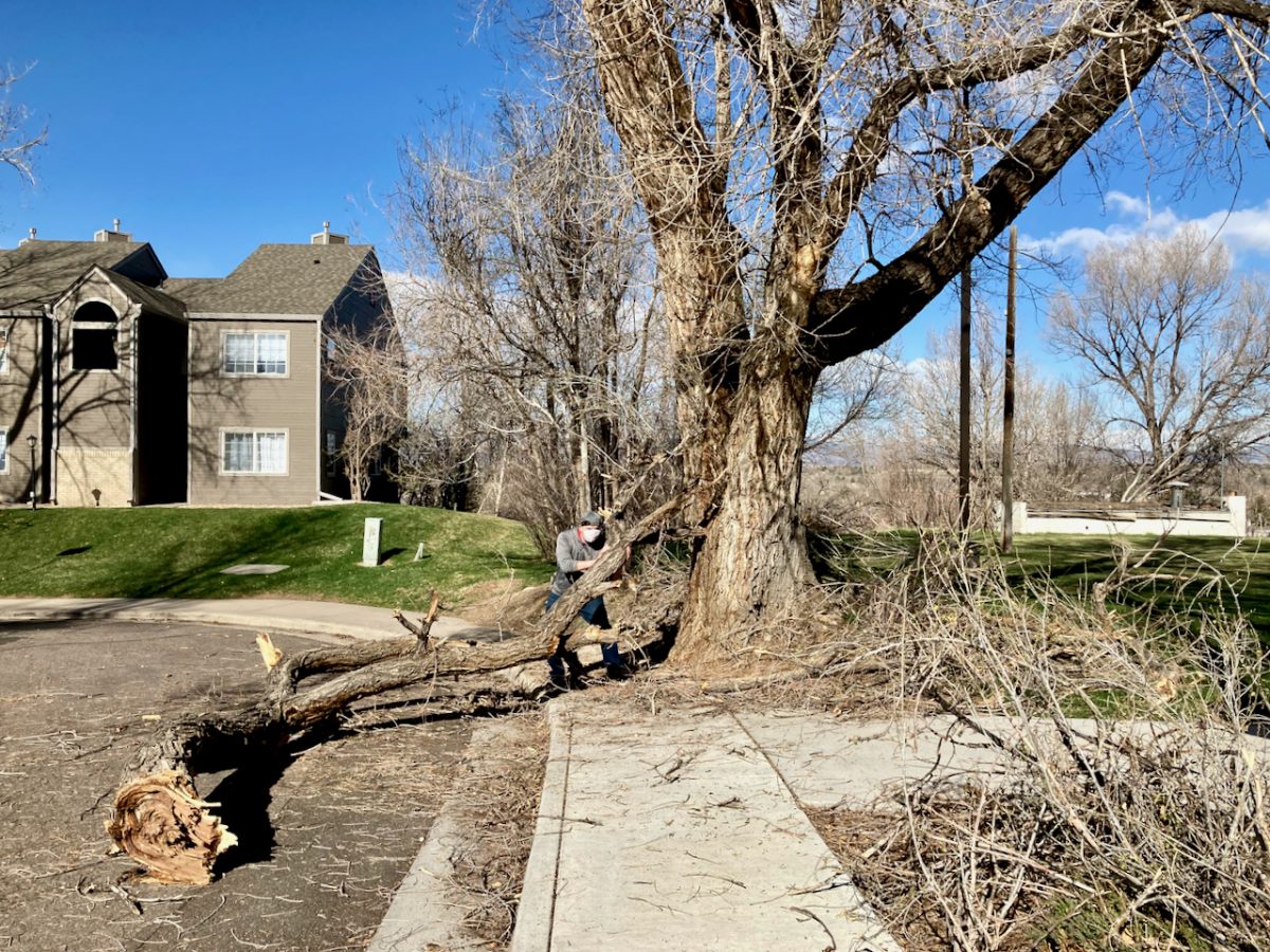 If part of a tree falls …